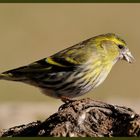 - Erlenzeisig weiblich - ( Carduelis spinus )