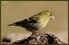 - Erlenzeisig weiblich - ( Carduelis spinus )