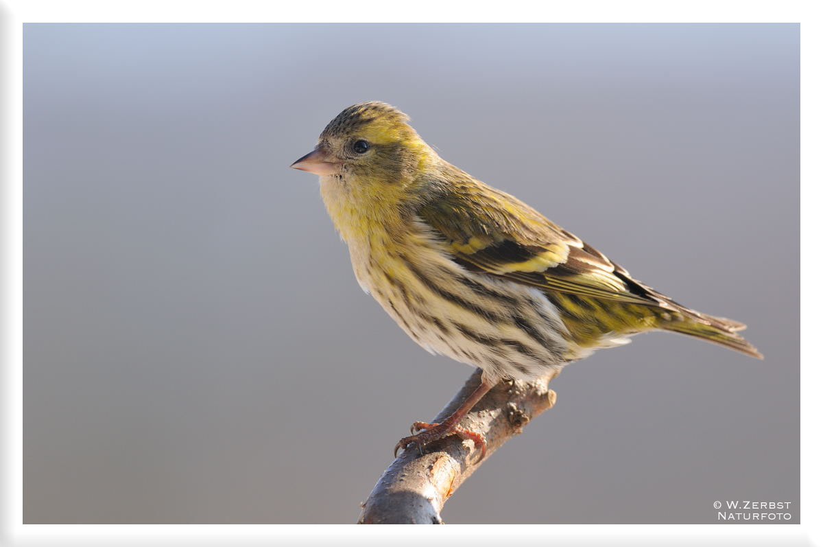 - Erlenzeisig weiblich -   ( Carduelis spinus )