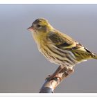 - Erlenzeisig weiblich -   ( Carduelis spinus )