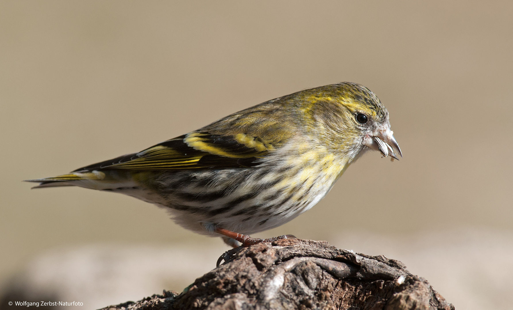 --- Erlenzeisig weiblich ---   (. Carduelis spinus )