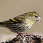 --- Erlenzeisig weiblich ---   (. Carduelis spinus )