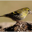 - Erlenzeisig weiblich -                   ( Carduelis spinus )