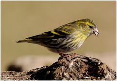 - Erlenzeisig weiblich -                   ( Carduelis spinus )