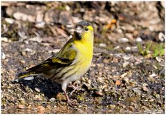 - Erlenzeisig weiblich - ( Carduellis spinus )