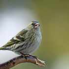 Erlenzeisig (weiblicher Vogel)