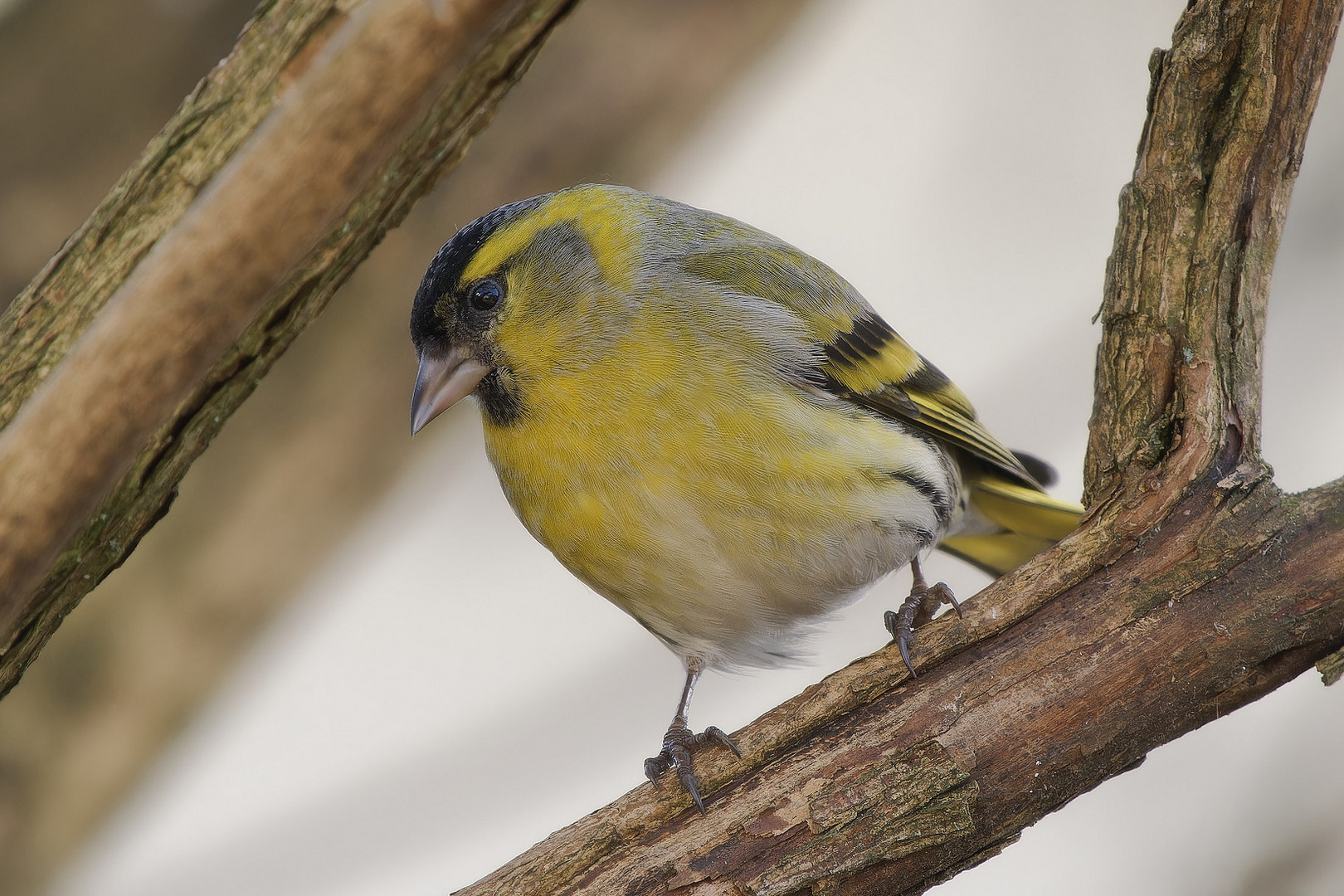 Erlenzeisigmännchen im Garten