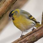 Erlenzeisigmännchen im Garten