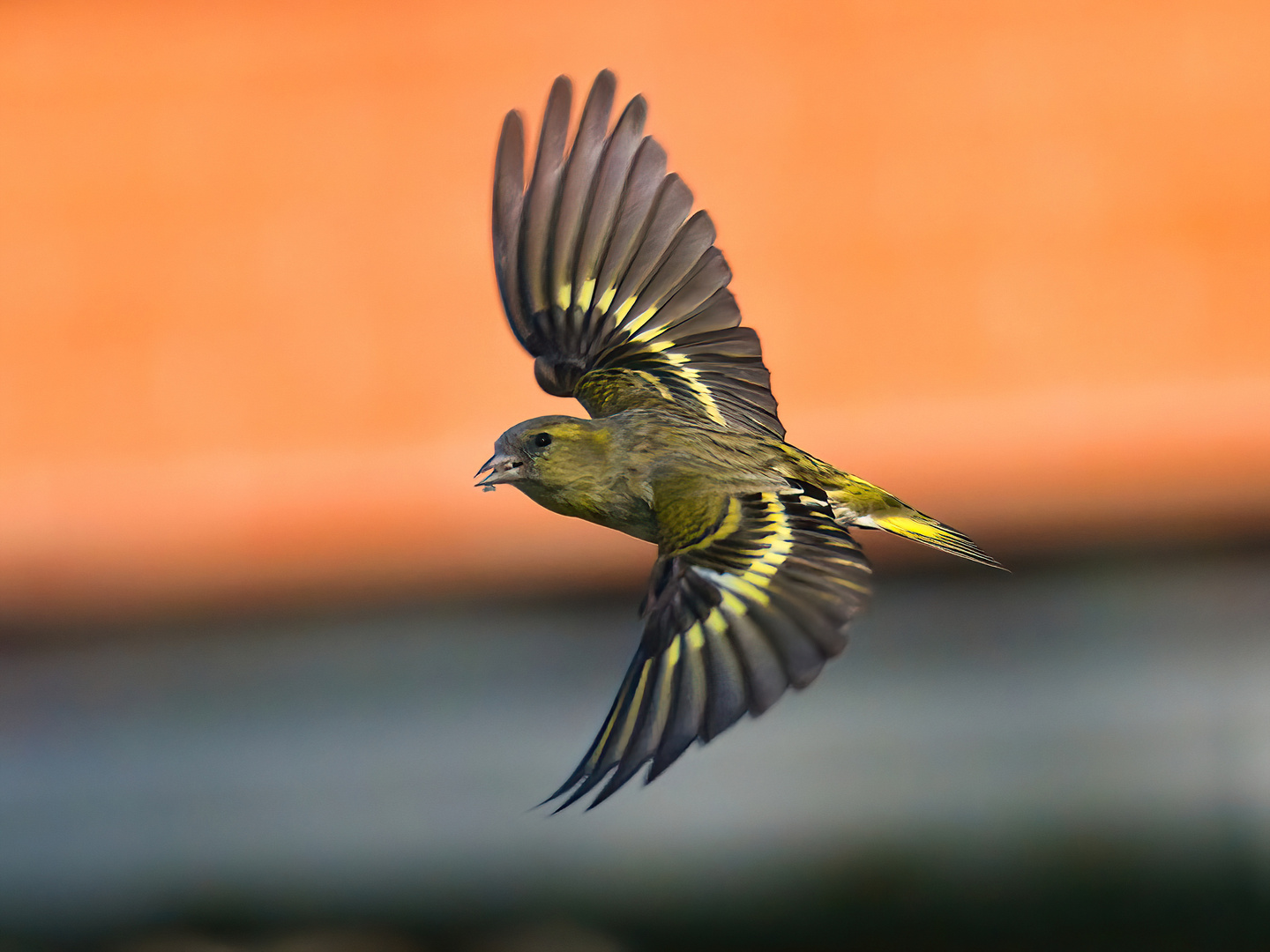 Erlenzeisigweibchen im Flug