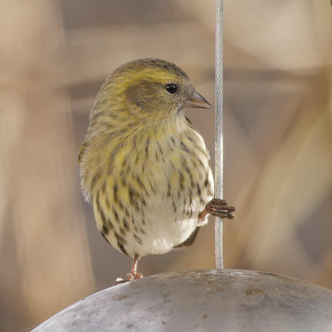 Erlenzeisigweibchen in meinem Garten