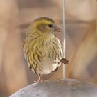 Erlenzeisigweibchen in meinem Garten