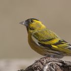 --- Erlenzeisug , männlich ---  ( Carduelis spinds )