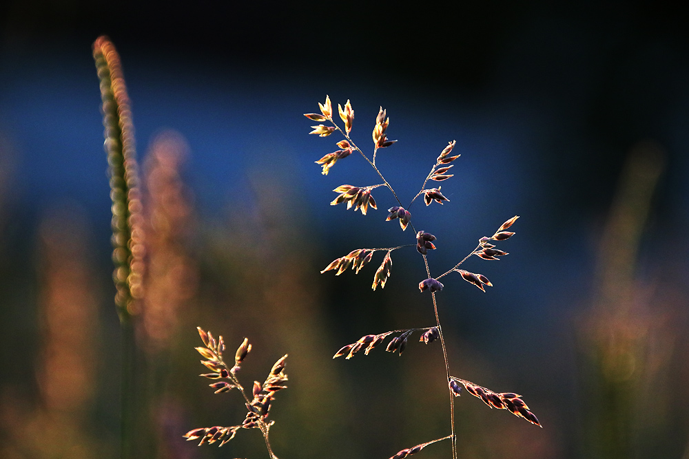 erleuchtete Gräser im abendlichen Licht