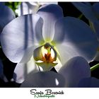 Erleuchtete Orchidee