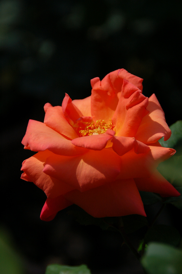 "erleuchtete" Rose