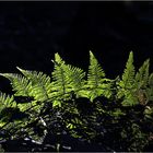 erleuchteter Farn im dunklen Wald