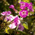 Erleuchteter Gartenphlox