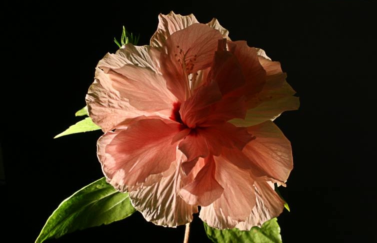 Erleuchtung (gefüllter Hibiskus) Foto & Bild pflanzen, pilze