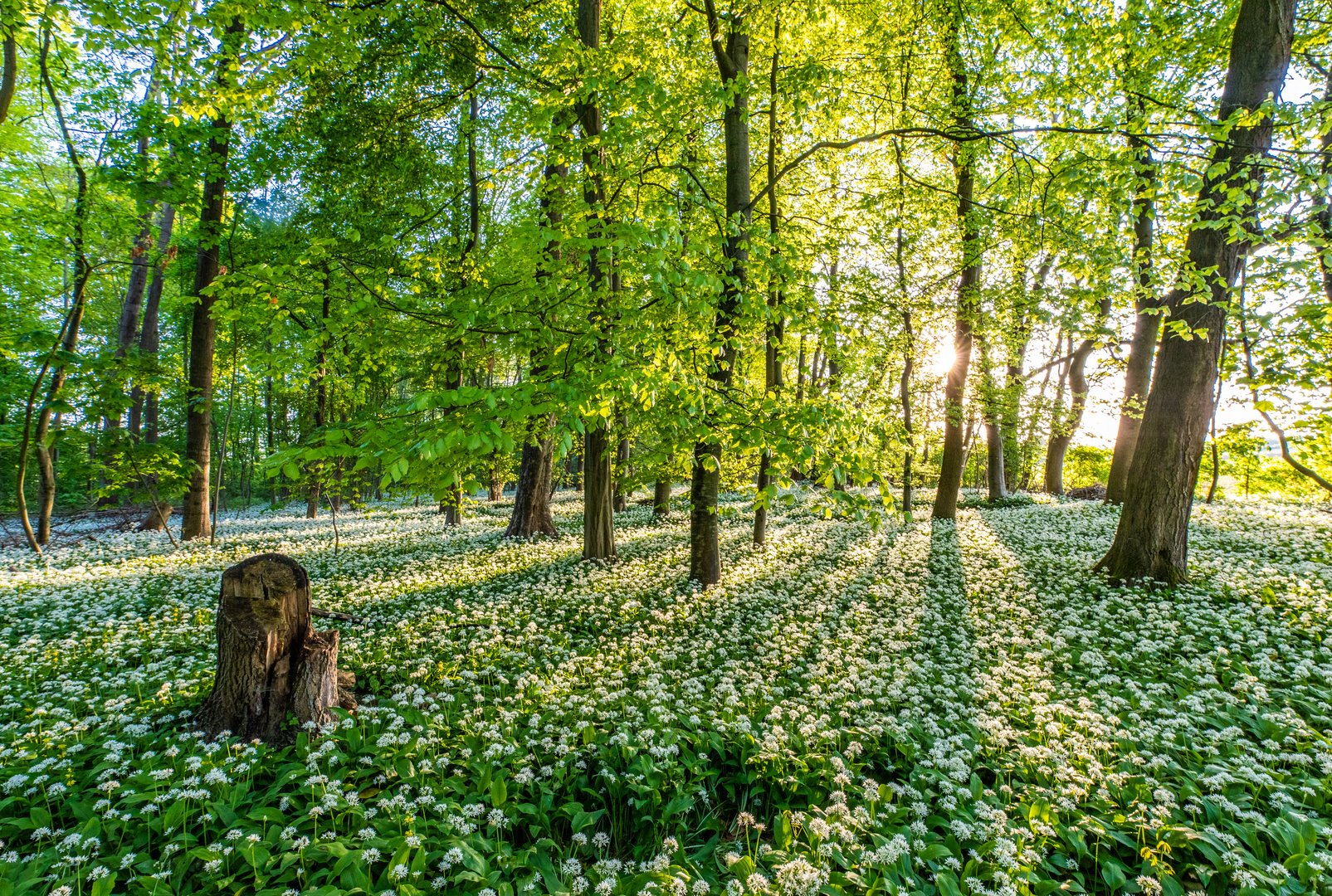 Erleuchtung im Bärlauchwald