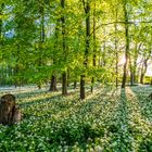 Erleuchtung im Bärlauchwald