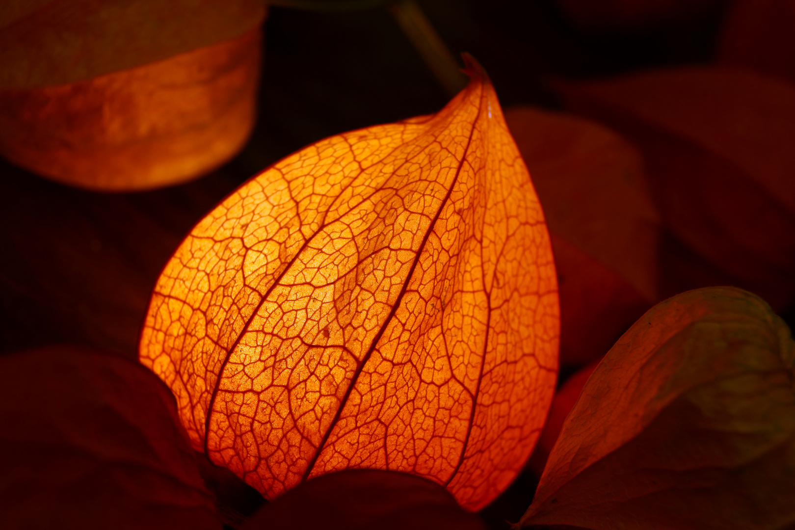 Erleuchtung im Herbst