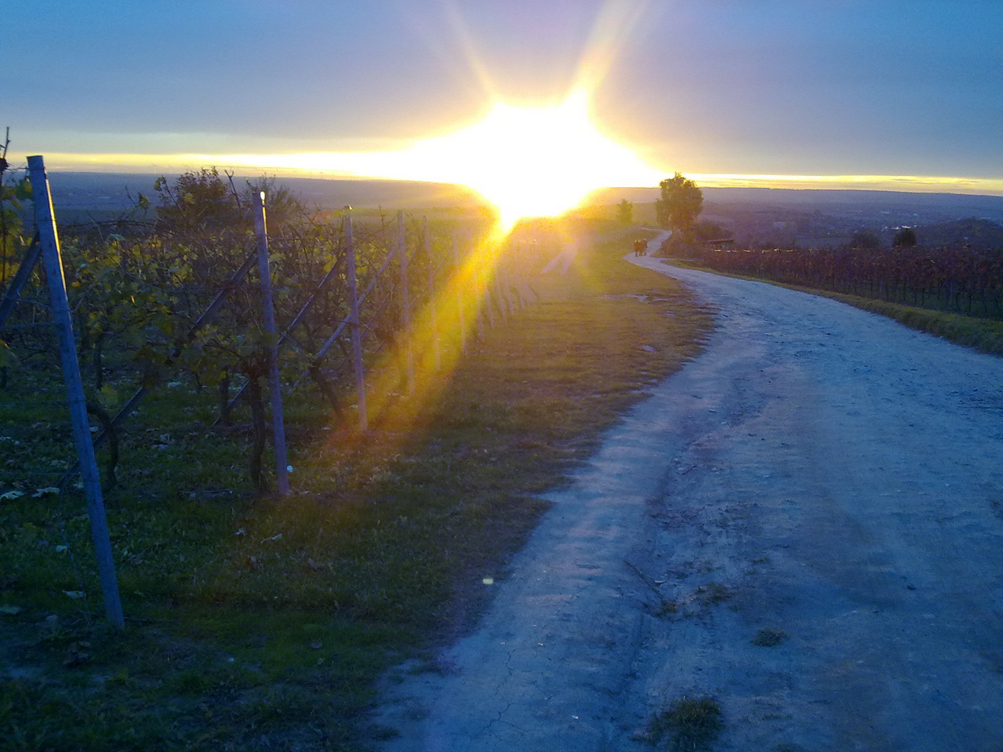 Erleuchtung im Weinberg