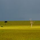 Erleuchtung in der Savanne