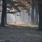 Erlkönigstöchter tanzen wieder