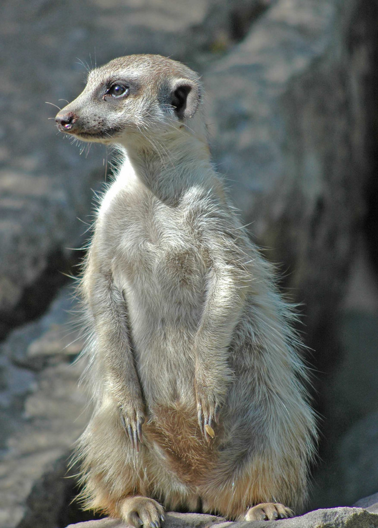 Ermänchen im Tierpark Aachen