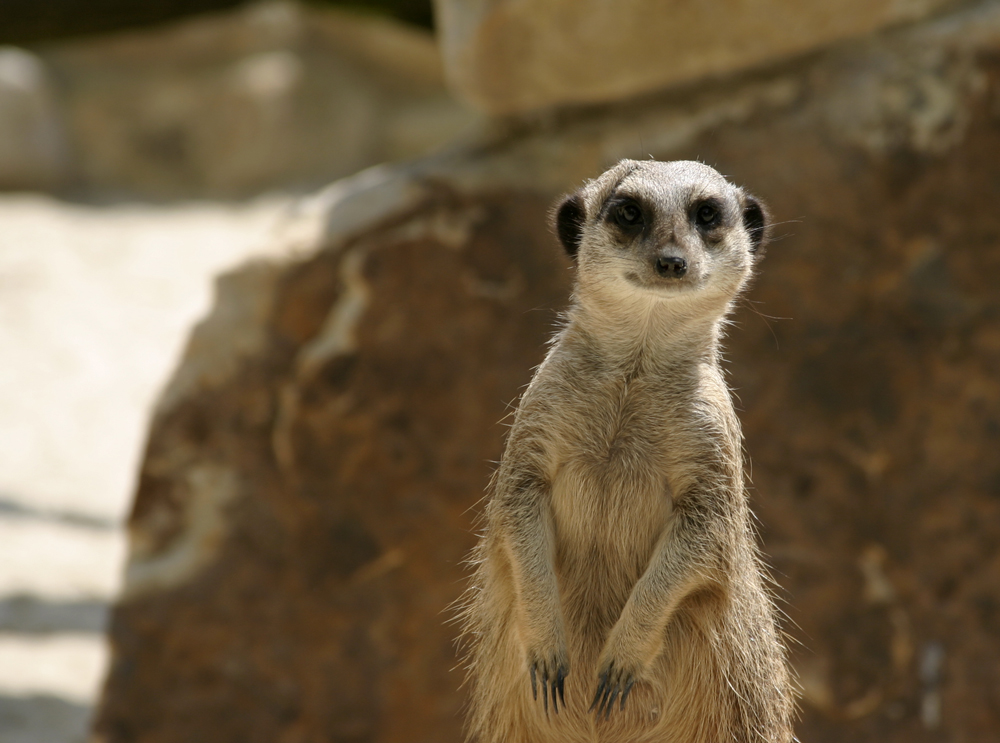 Ermännchen in Zoo Münster