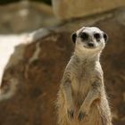 Ermännchen in Zoo Münster