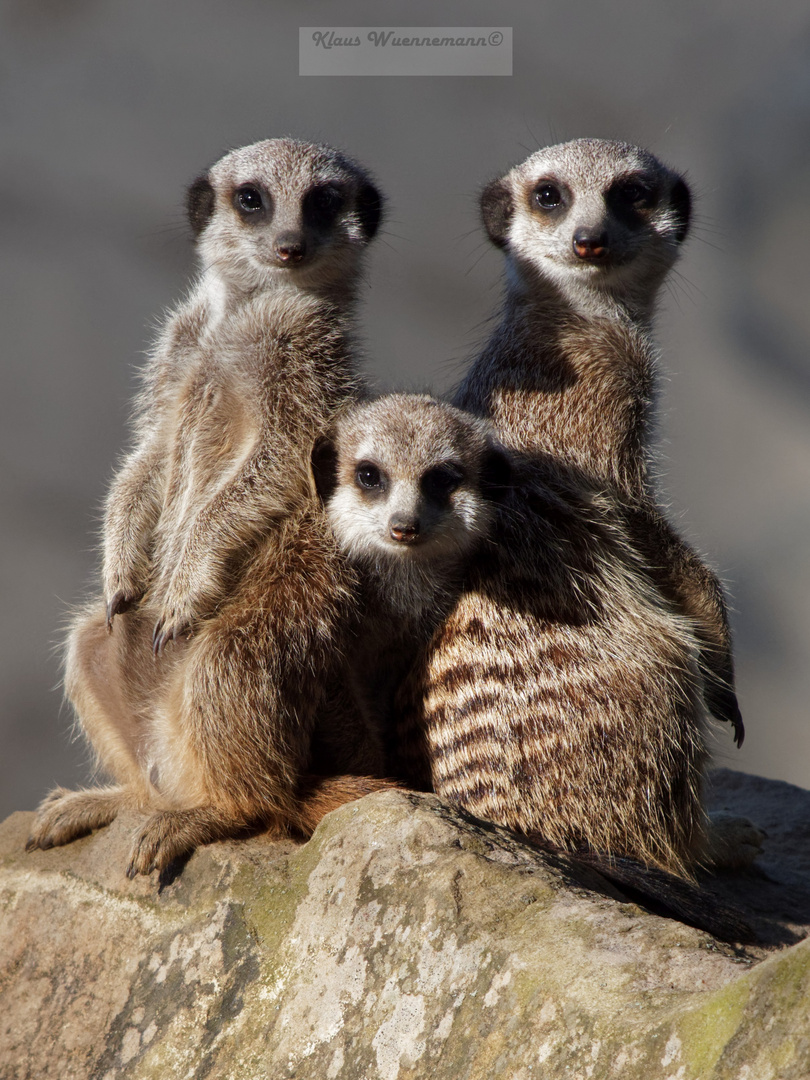 Ermännchen-Trio auf Wachstation, Zoo Heidelberg