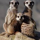 Ermännchen-Trio auf Wachstation, Zoo Heidelberg