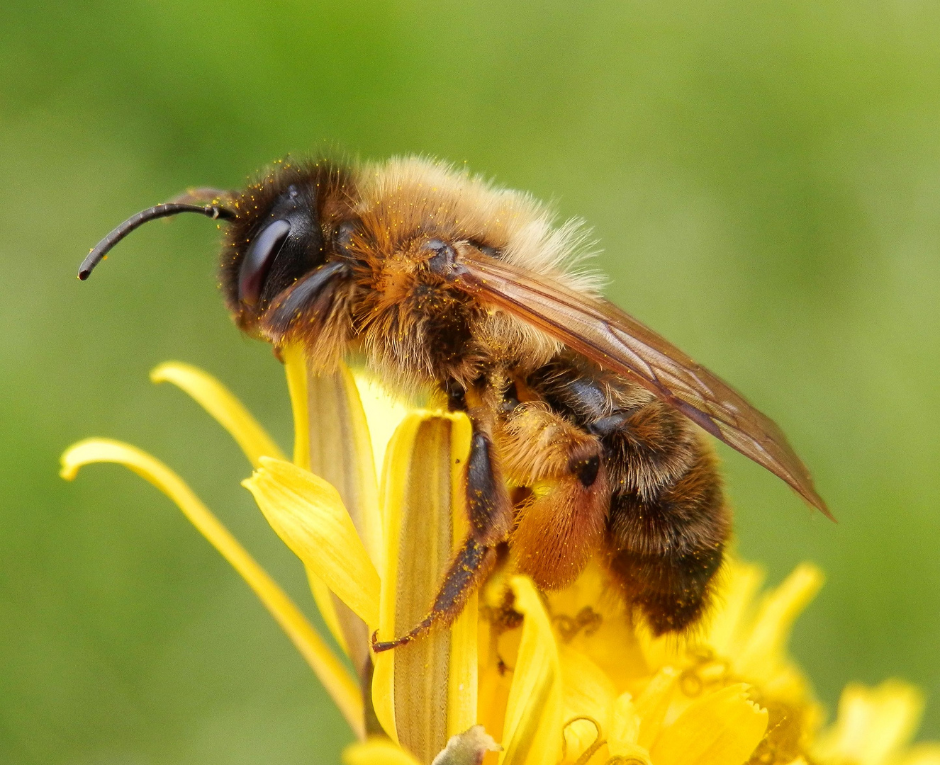 Ermattete Wildbiene auf einer Löwenzahn-Blüte