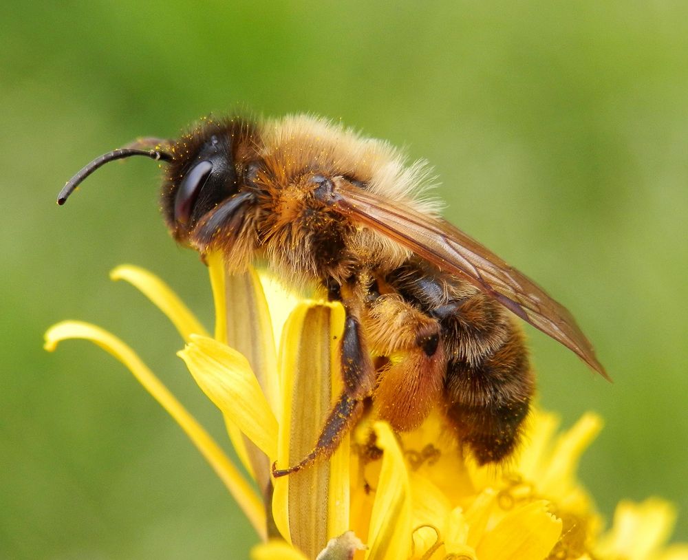 Ermattete Wildbiene auf einer Löwenzahn-Blüte