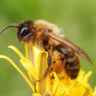 Ermattete Wildbiene auf einer Löwenzahn-Blüte