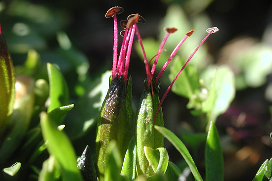 Ermophila serpens