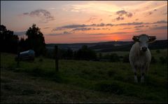 Erna im Sonnenuntergang