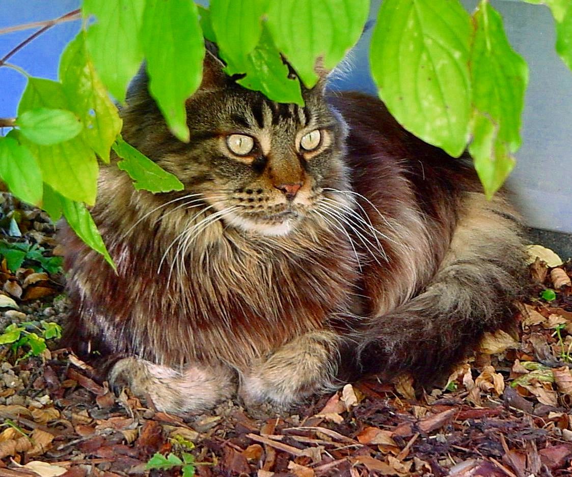 Ernesto, Maine Coon