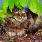 Ernesto, Maine Coon