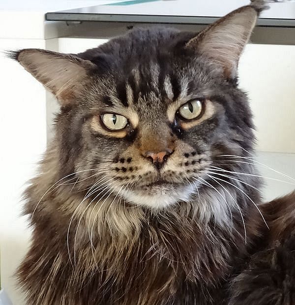 Ernesto, Maine Coon