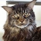 Ernesto, Maine Coon