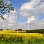 Erneuerbare Energien+++++Wind+++++Raps