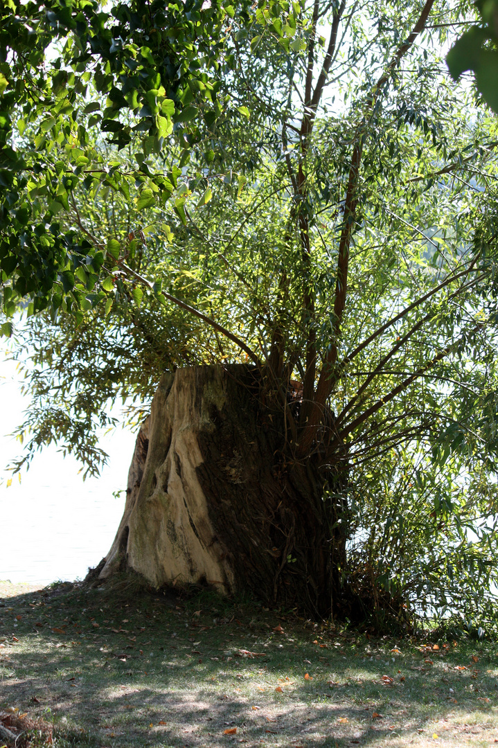 Erneuerung der Natur