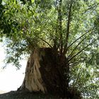 Erneuerung der Natur