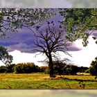 Erneut ließ der Baum mich stoppen