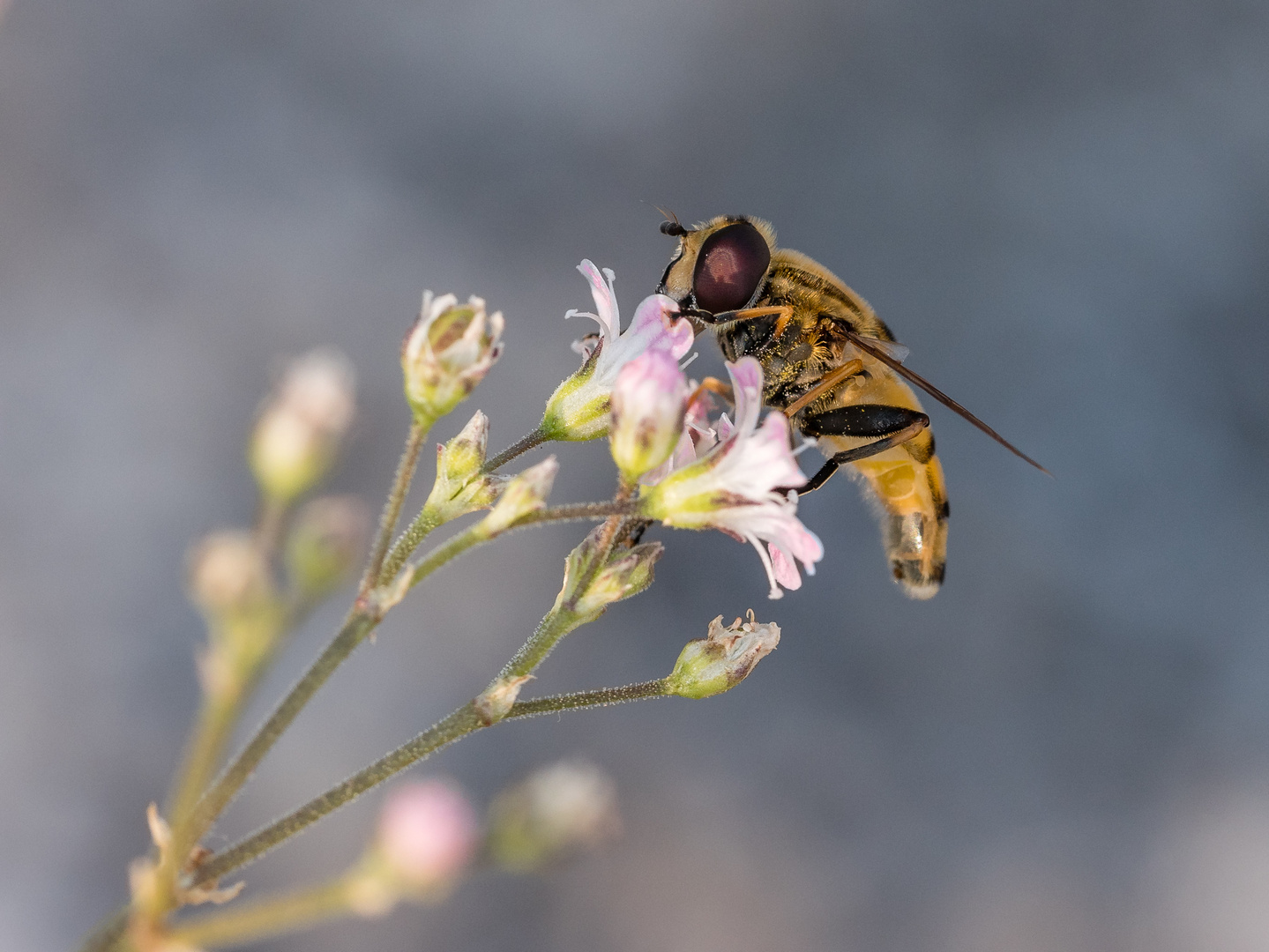 erneut Schwebfliege