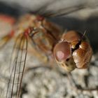 erneuter Besuch