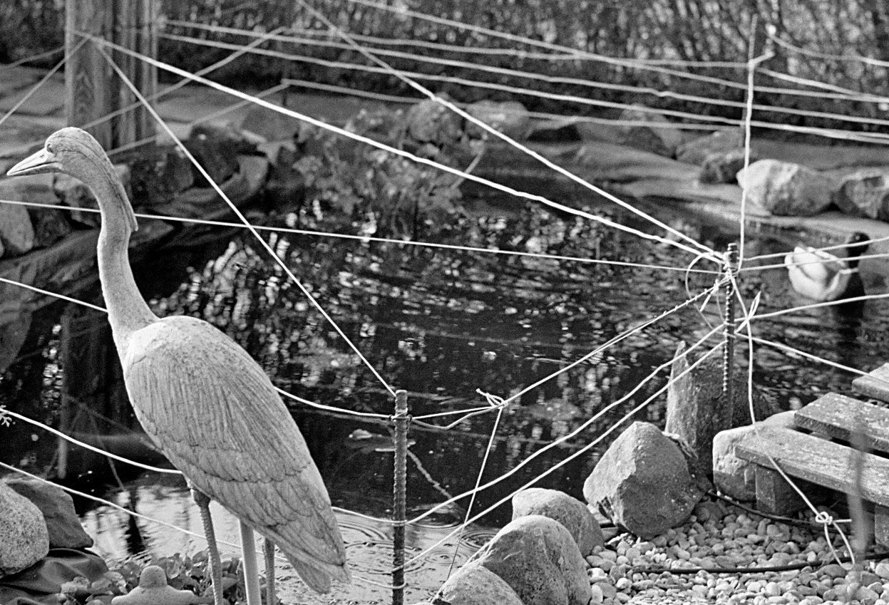 [ erneuter Versuch in der Vogelfotografie Fuss zu fassen... ]