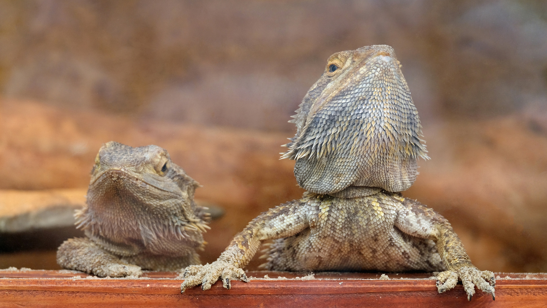 Erni und Bert